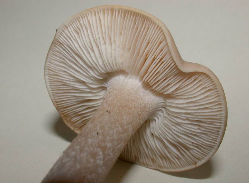 Melanoleuca sp.